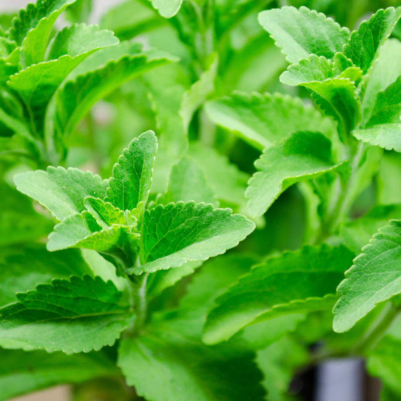 stevia up close