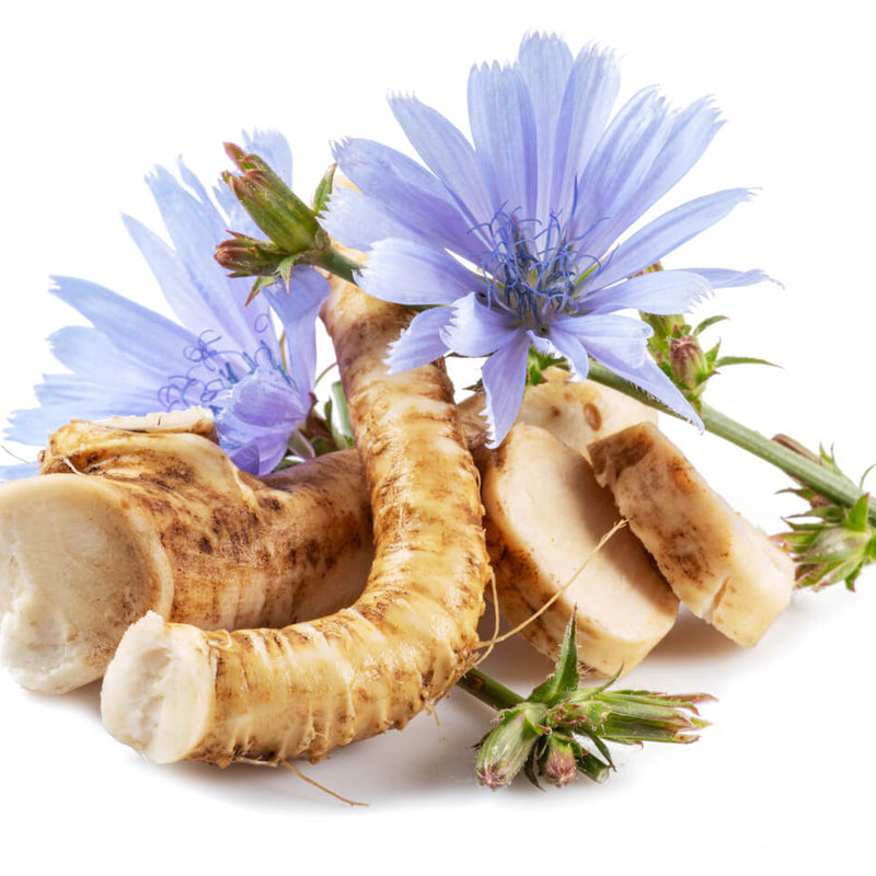 chicory root